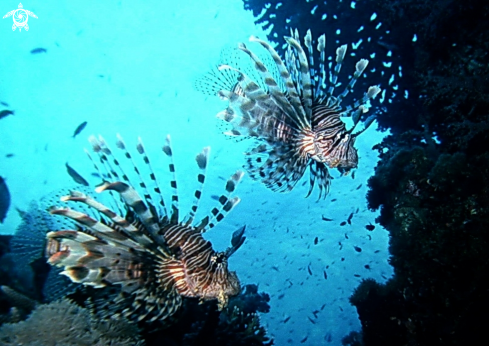 A Pterois volitans | Pesce leone-Lion fish