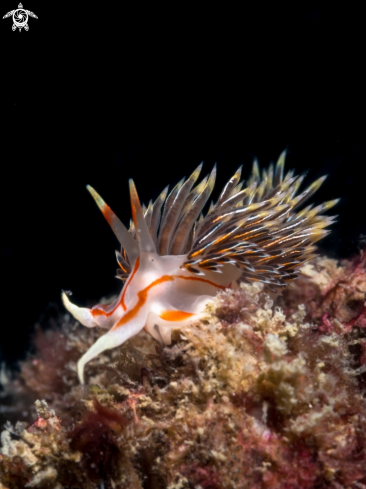 A Nudibranch