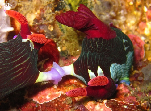 A Chamberlain's nembrotha, mating