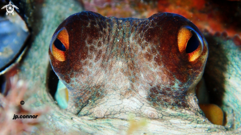 A Octopus Vulgaris | Poulpe