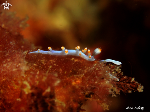 A Flabellina biclor | nudibranch