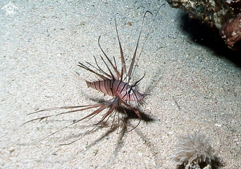 A Pterois volitans | Pesce leone-Lion fish