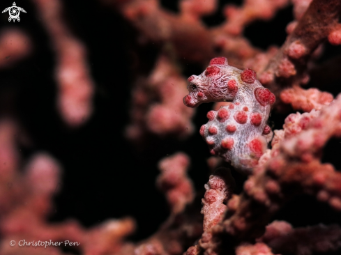 A Hippocampus bargibanti | Pygmy Seahorse 