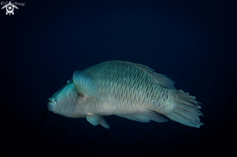 A Napoleon fish