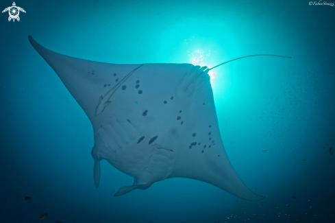 A Manta ray