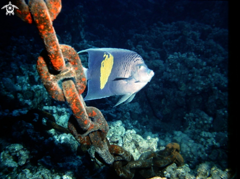 A Pomacanthus maculosus | Emperor angelfish-Pesce angelo imperatore