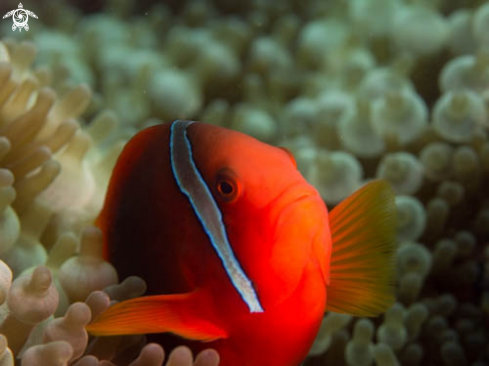 A Amphiprion Melanopus