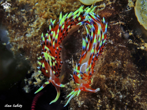 A nudibranch