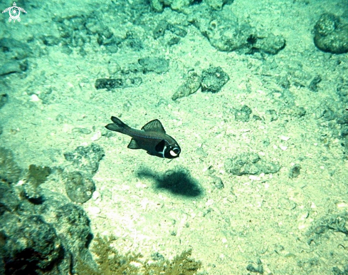 A Photoblepharon steinitzi | lantern fish