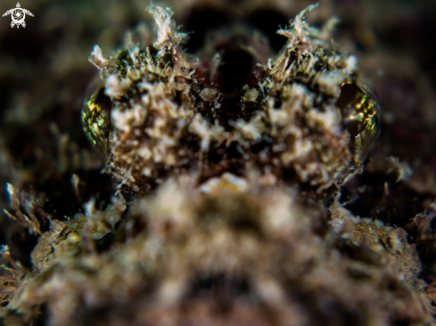 A  Raggy Scorpianfish