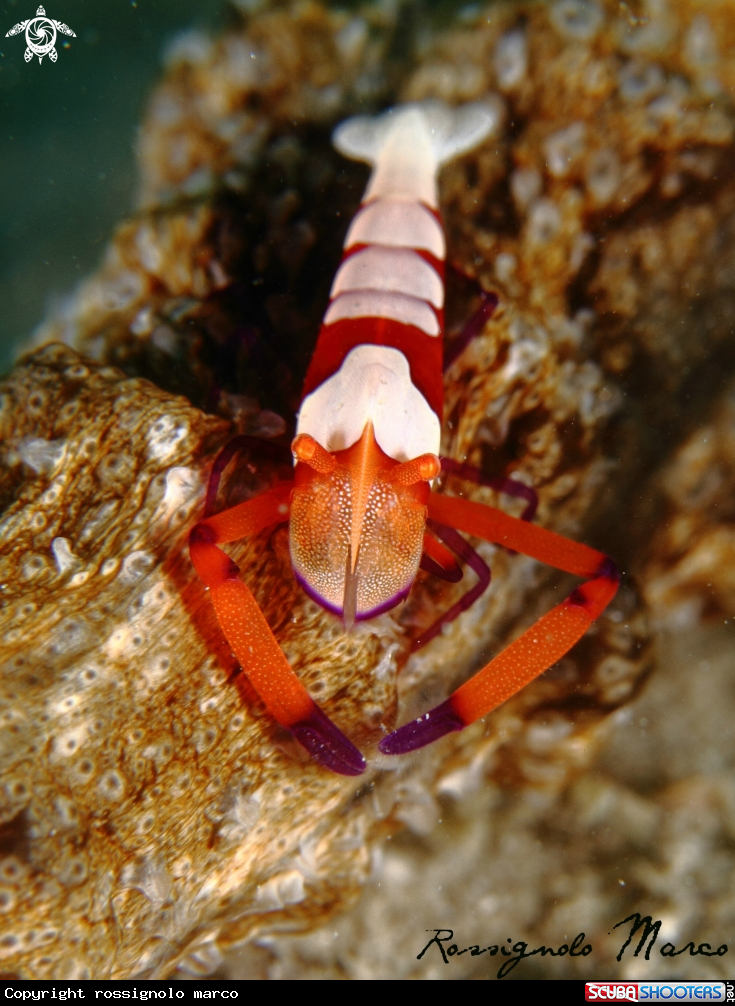 A Imperator shrimp