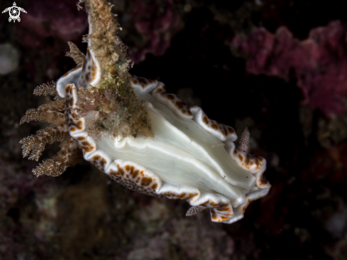 A Nudibranch