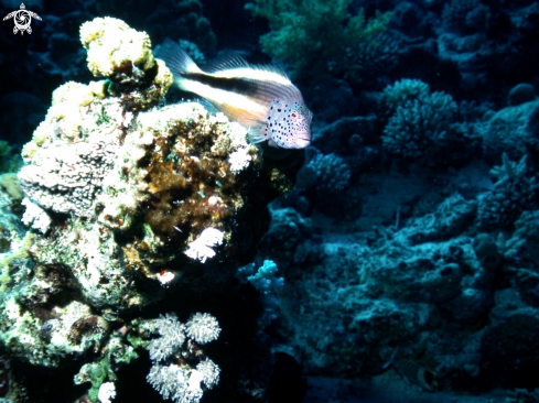 A Paracirrhites typus | Hawk fish-Pesce falco