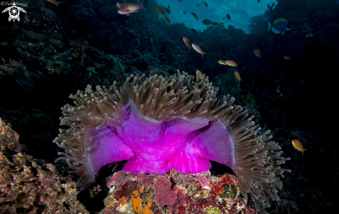 A Anemone 