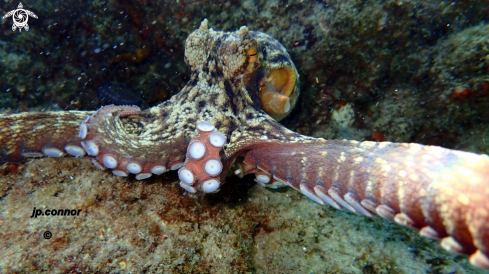 A Octopus Vulgaris | Poulpe