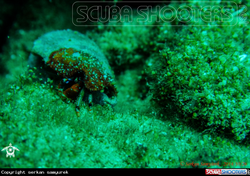 A hermit crab (keşiş yengeci)