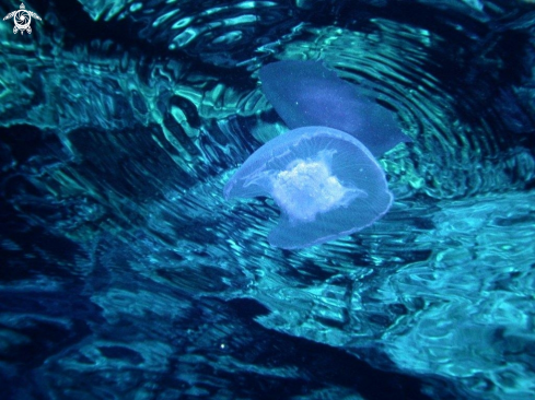 A Aurelia aurita | jelly fish