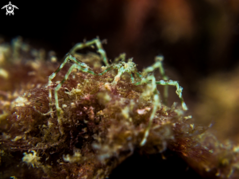 A Anoplodactylus sp. | Sea Spider 