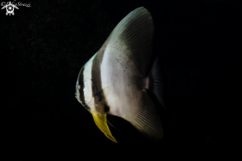 A Batfish