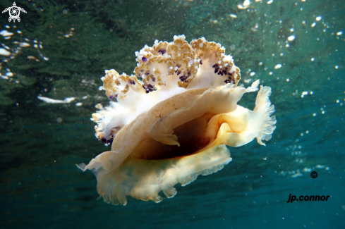 A Cotylorhiza tuberculata | méduse œuf au plat