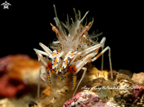 A Tiger Shrimp | Tiger Shrimp