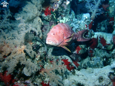 A Lunar tail grouper