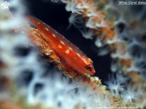 A Whip Coral Goby