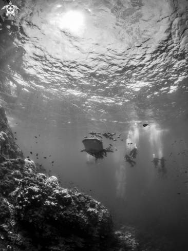 A Rhincodon typus | Whale Shark