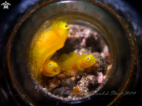 A Yellow Lemon Goby