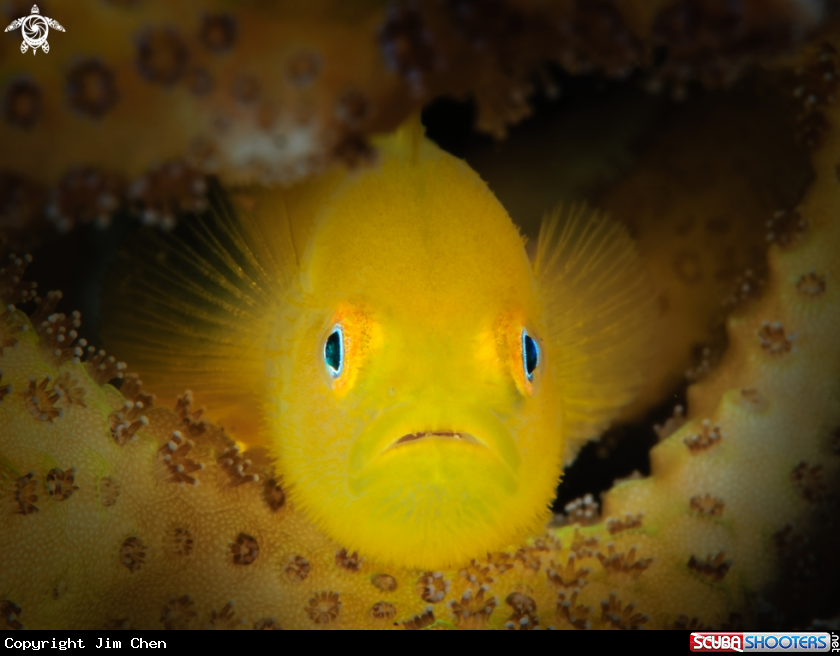 A Yellow Hairy Goby
