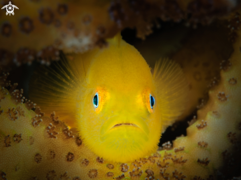 A Yellow Hairy Goby