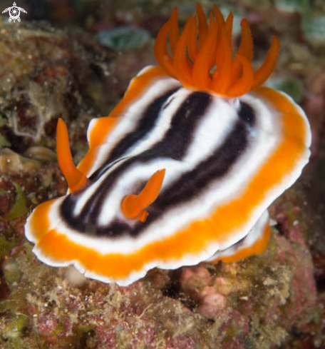 A Chromodoris Magnifica | Chromodoris Magnifica