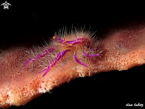 A Pink squat lobster 