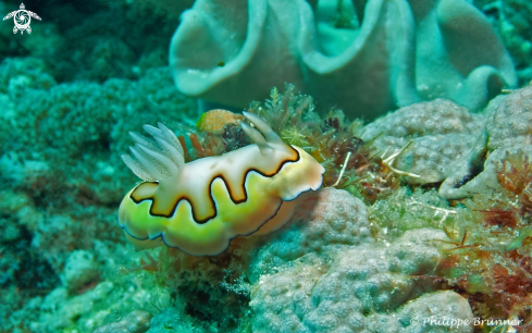 A Nudibranch