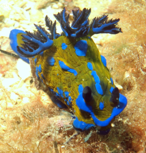 A Tambja verconis | Verco's Nudibranch