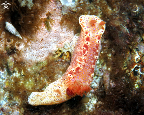 A Ceratosoma brevicaudatum | Short-Tailed Nudibranch