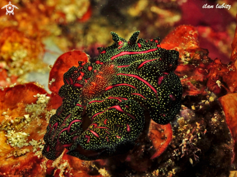 A Pseudobiceros bedfordi | flatworm