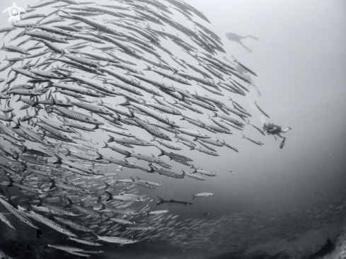 A Sphyraena qeniei | Chevron Barracuda