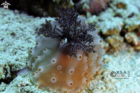 A NUDIBRANCH