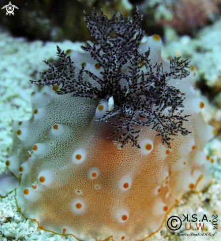 A NUDIBRANCH