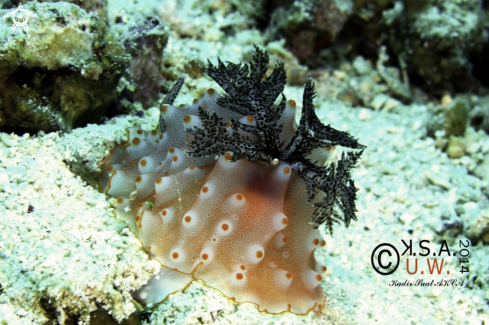 A NUDIBRANCH