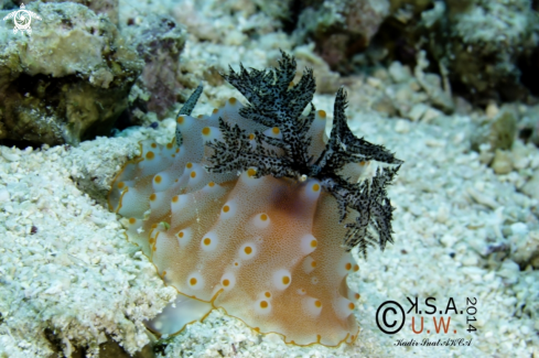 A NUDIBRANCH