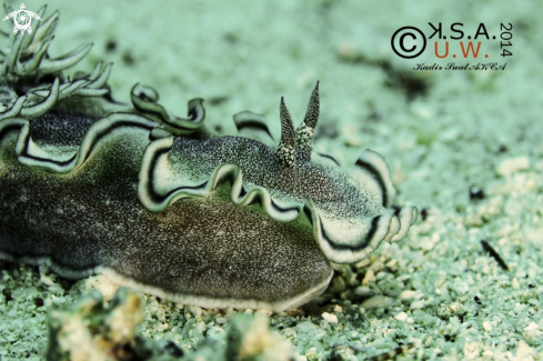 A NUDIBRANCH