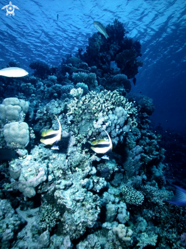 A Heniochus intermedius | Antenna butterfly fish-Pesce farfalla