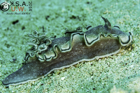 A NUDIBRANCH