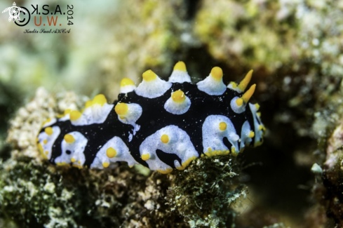 A NUDIBRANCH