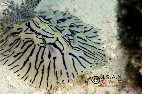 A NUDIBRANCH