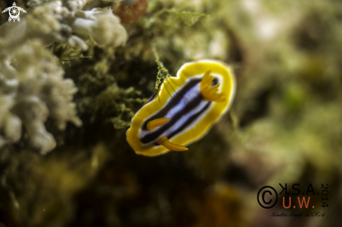 A NUDIBRANCH