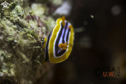 A NUDIBRANCH