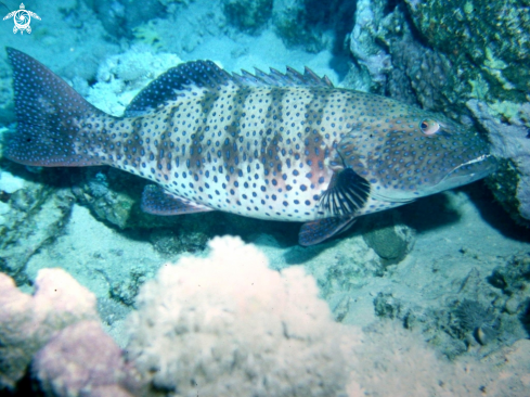 A Plectropomus pessuliferus | Spotted coral grouper